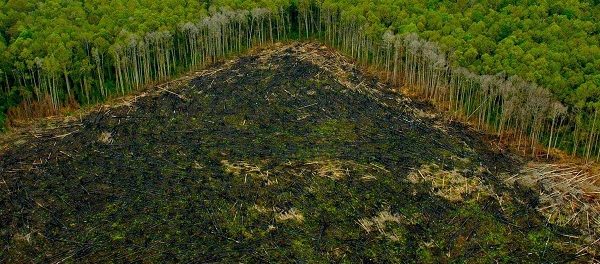 Perù deforestazione